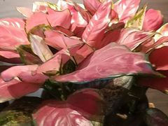 -顺兴老茶馆·精品川菜(世纪城店)
