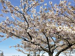 -Steveston Pizza Company (Richmond)