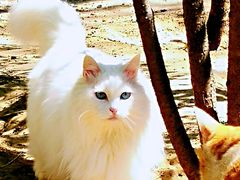 -纳吉亚猫专科动物诊疗中心(蒋宅口分院)
