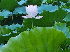 -荔湾湖公园