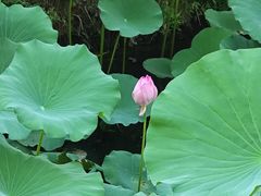 -合肥滨湖国家森林公园