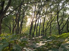 -上海共青森林公园