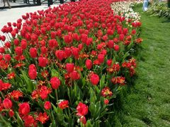 android_upload_pic-上海鲜花港