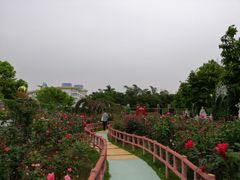 -百万葵园