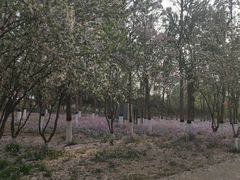 -大兴滨河森林公园