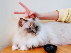-滚猫咖啡·猫咖·猫友好撸猫(未来城店)