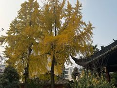 -马旺子酒楼