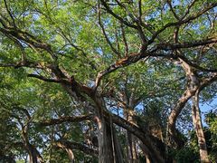 -瑞丽独树成林风景区