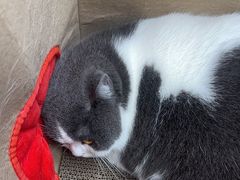 -安安宠医宠物医院·异宠·犬猫内科(岳阳分院)