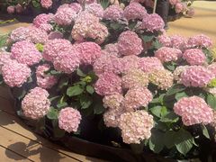 -上海长风大悦城