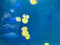 -迪拜水族馆及水下动物园