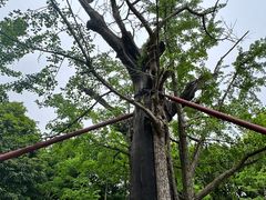 -上海佘山国家森林公园天马山园