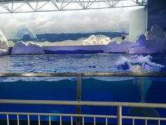 -秦皇岛乐岛海洋王国