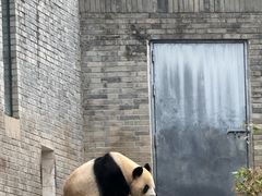 -都江堰中华大熊猫苑