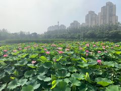 -前关湿地公园