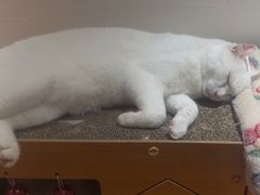 -有猫主题·治愈系猫咖(曾厝垵店)