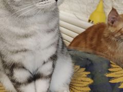 -平行世界·猫咖(首经贸店)