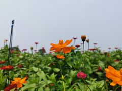 -荷兰花海