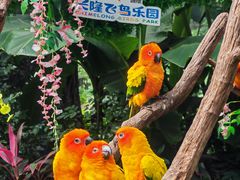 -广州长隆飞鸟乐园