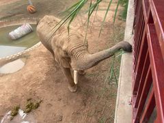 -西霞口神雕山野生动物世界