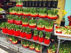 -溪岸路花鸟市场