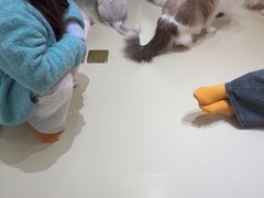 -三花喵·撸猫购宠·宠物生活馆(虹桥南丰城店)
