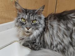 -MOCHA明星猫咖(田子坊店)