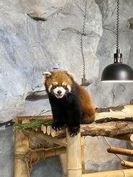 -Zoolung Zoolung动物主题公园(海信广场店)
