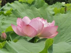 -陈家山荷花公园