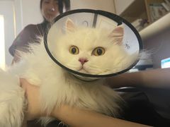 -瑞派康怡24h宠物医院·犬猫医疗中心·微创绝育(瑞景分院)