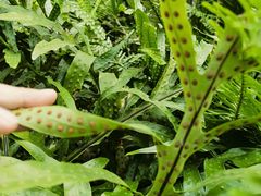 -国家植物园南园