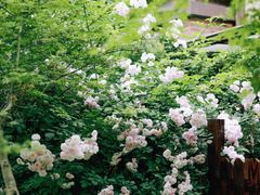 -广富林郊野公园