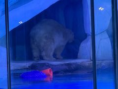 -上海海昌海洋公园-冰山北极馆