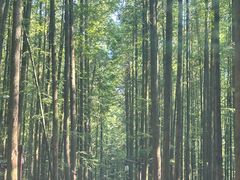 -山王坪喀斯特国家生态公园