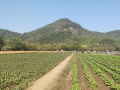 -八卦田遗址公园