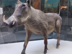 -国家自然博物馆