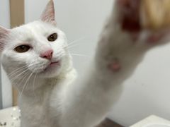 -晶牌烤鸭(延吉东路557弄小区店)