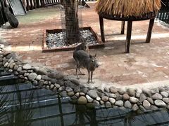 -呀路古热带植物园