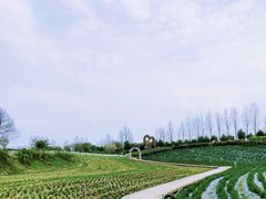 -紫颐香薰山谷景区