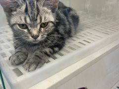 -lincat·猫舍(广州店)