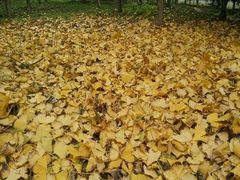 android_upload_pic-艾溪湖湿地公园