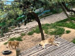 -西霞口神雕山野生动物世界