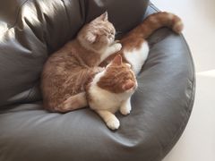 -飞行喵MR PILOT|猫舍·猫咖(静安大融城店)