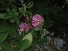 -晓港公园