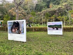 -野象谷景区