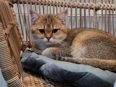 -共舞时光猫咖·狗咖(新街口店)
