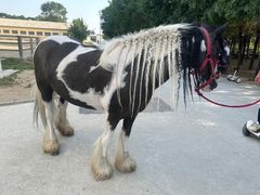 -北京群众马术培训基地