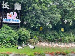 -广州长隆飞鸟乐园