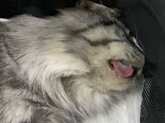 -纳吉亚猫专科动物医院·北北分院