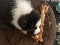 -宠爱国际动物医院· 猫科· 外科·中兽医(长白店)